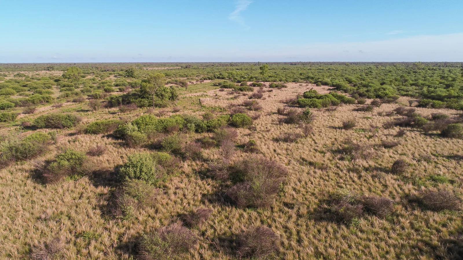 Paisaje abierto del Chaco seco con pastizal dorado, arbustos y monte hasta el horizonte