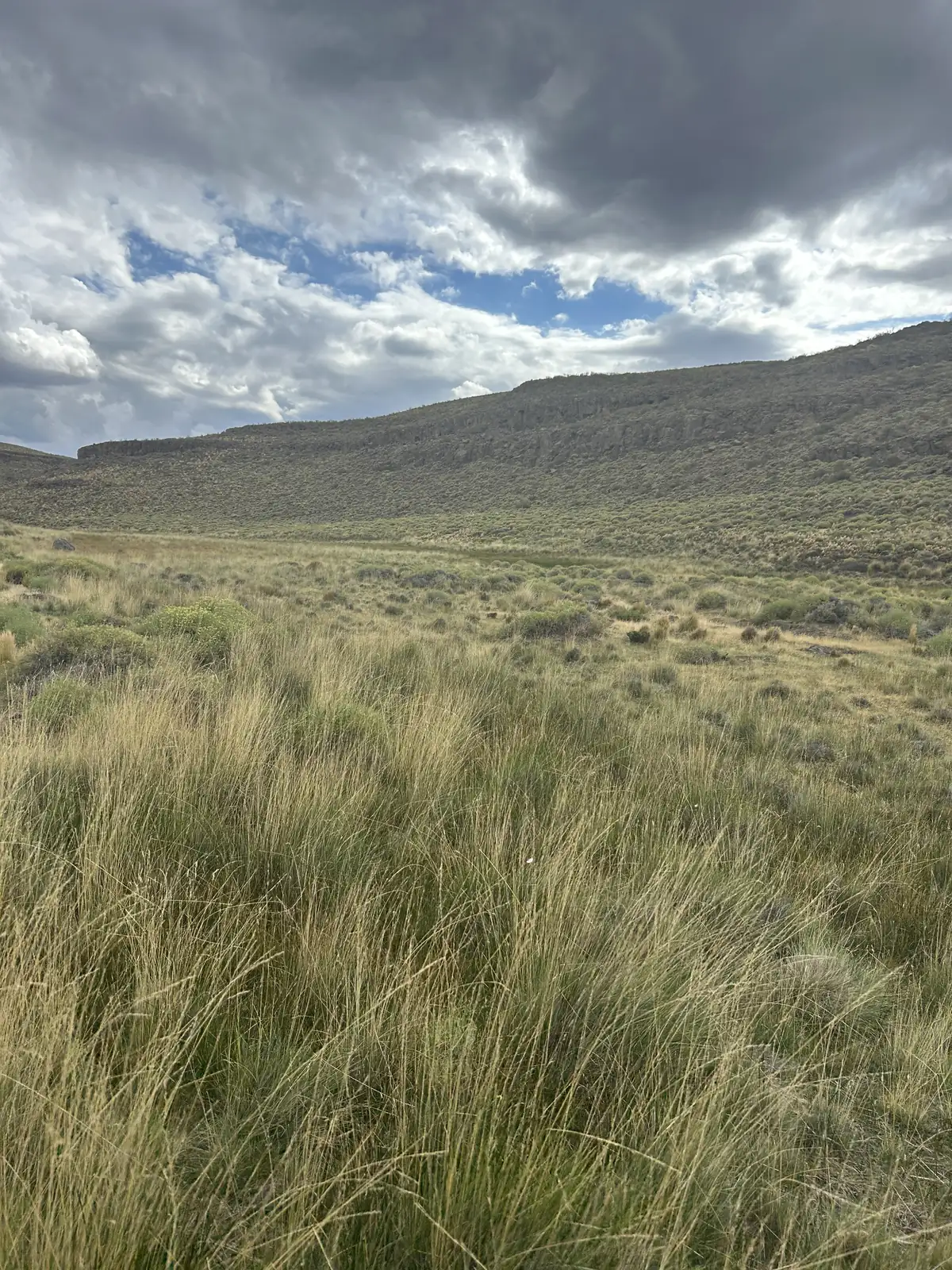 Pastizal alto en primer plano y, al fondo, un escarpe de roca basáltica sobre la ladera