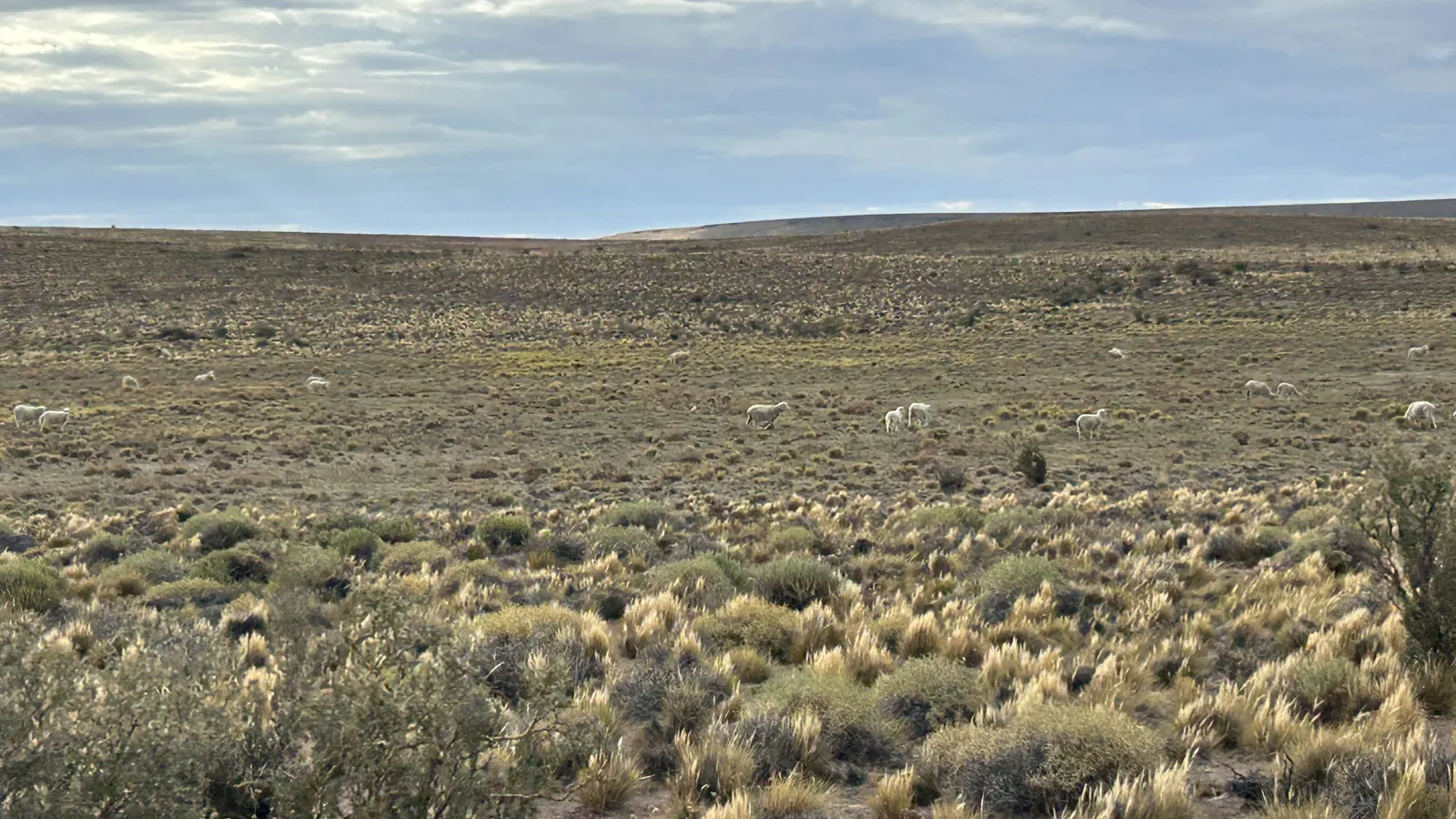 Meseta de Somuncurá — Guardianes de la Estepa Patagónica